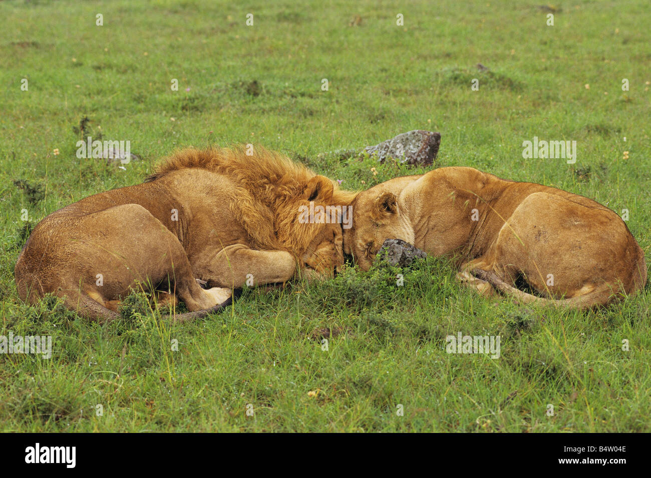Sleeping Couple Stock Photo
