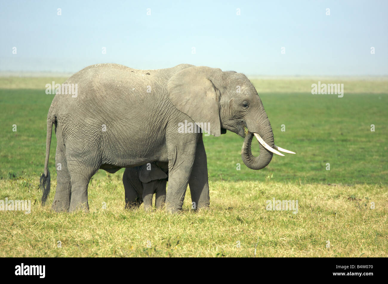 African elephant with baby elephant in Amboseli National Park, Kenya, East Africa Stock Photo