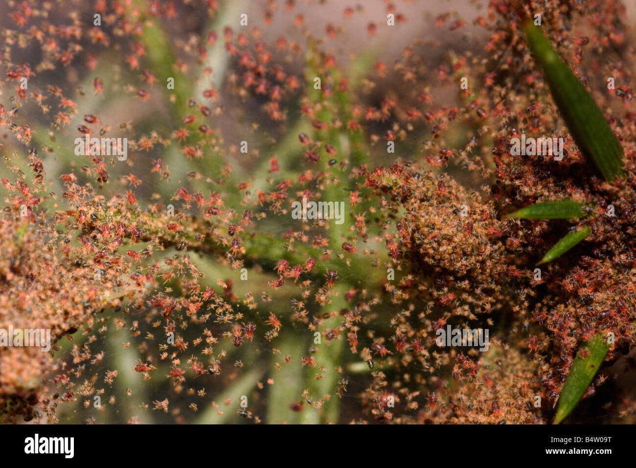 Spider mites Epitetranychus lintearius Tetranychidae in their communal silken web on their gorse foodplant UK Stock Photo