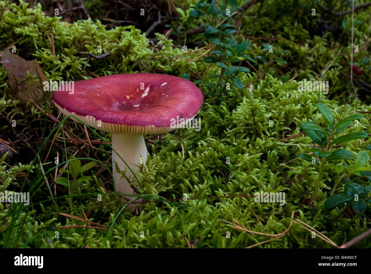 red mushroom Stock Photo