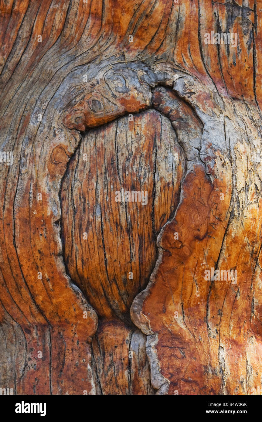 Close up of a cedar tree Lebanon Middle East Stock Photo Alamy