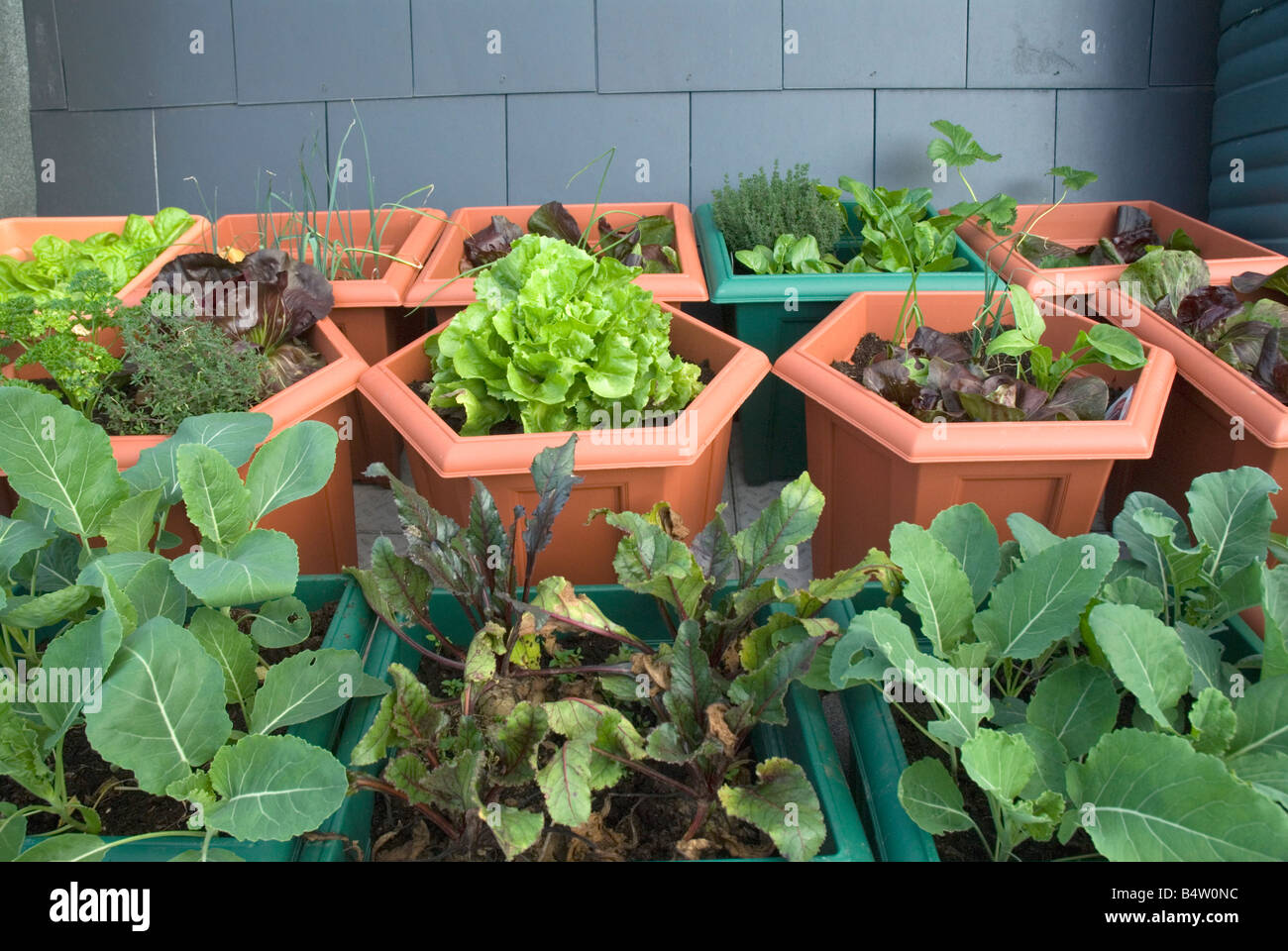 Growing vegetables in towns and cities hires stock photography and