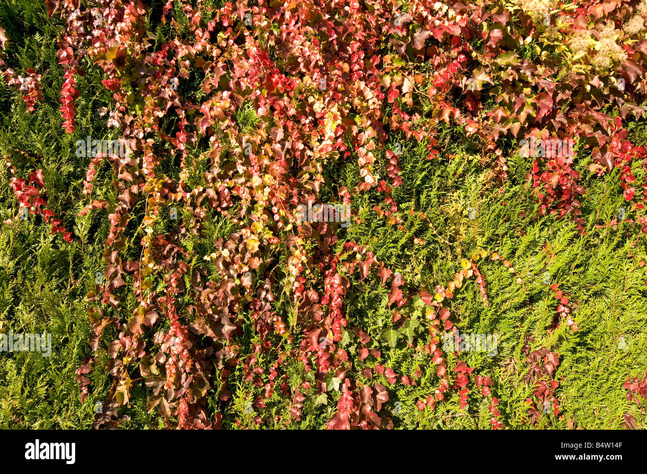 Cupressus garden hedging covered in Virgin Vine, France. Stock Photo