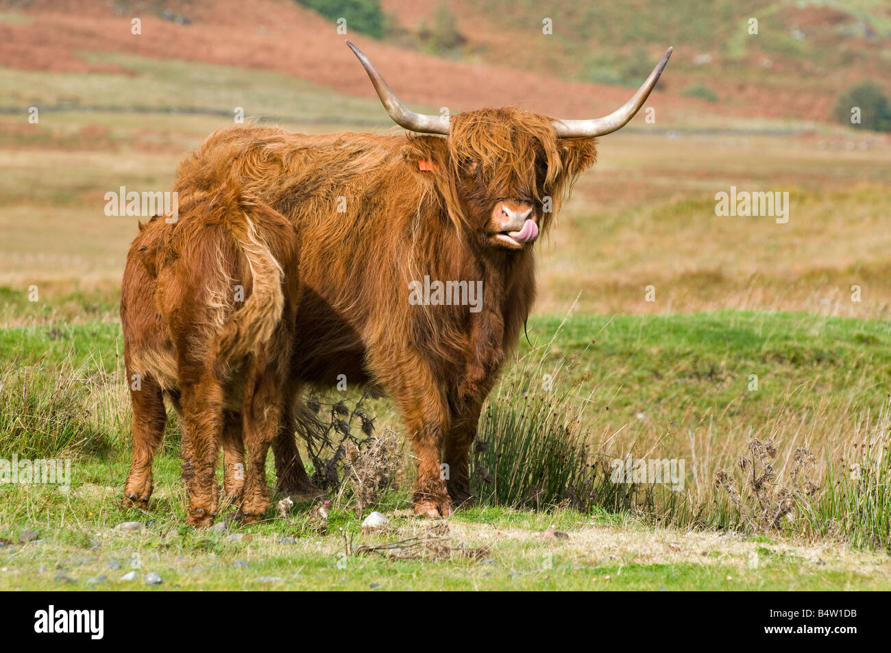 Highland cow licking hi-res stock photography and images - Alamy