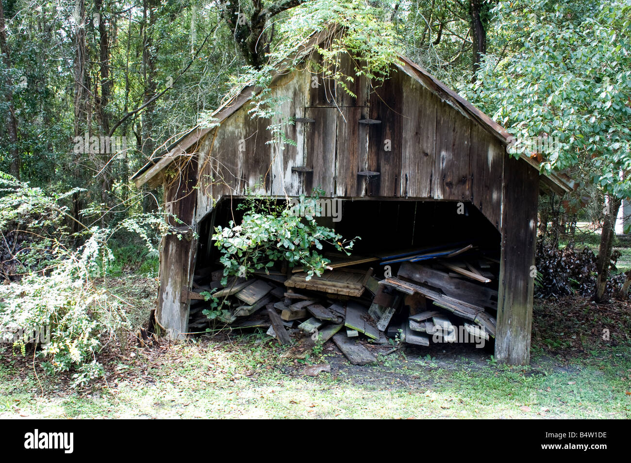 Old wooden shed overgrown with bushes with a woodpile inside Stock