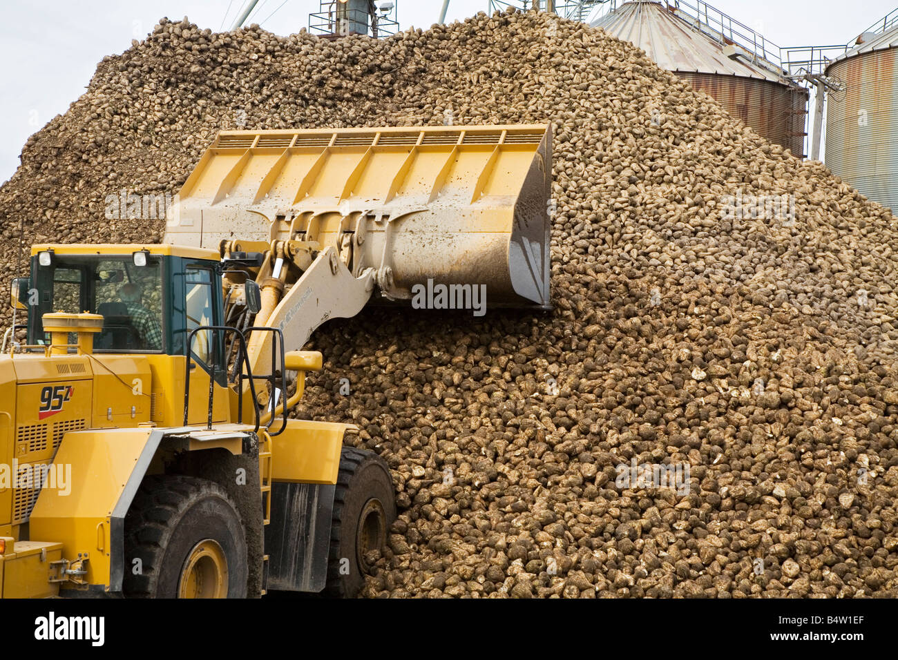 Sugar Beets at Sugar Factory Stock Photo Alamy