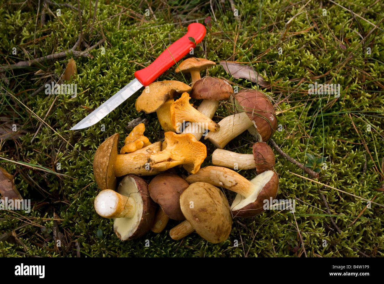 wild mushroom Stock Photo