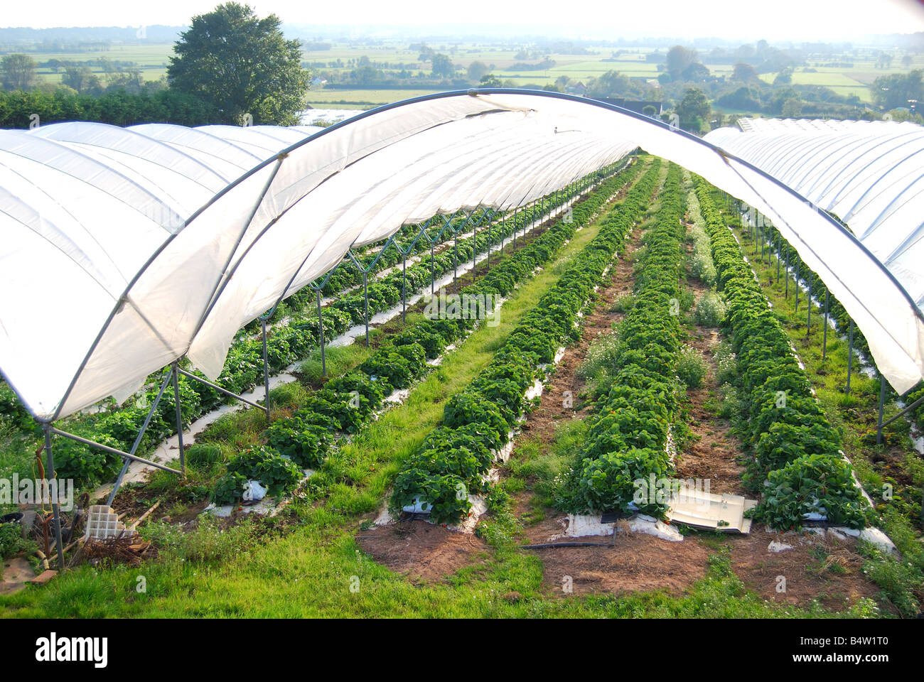 Strawberries growing in polytunnel greenhouse, near Cheddar Stock Photo