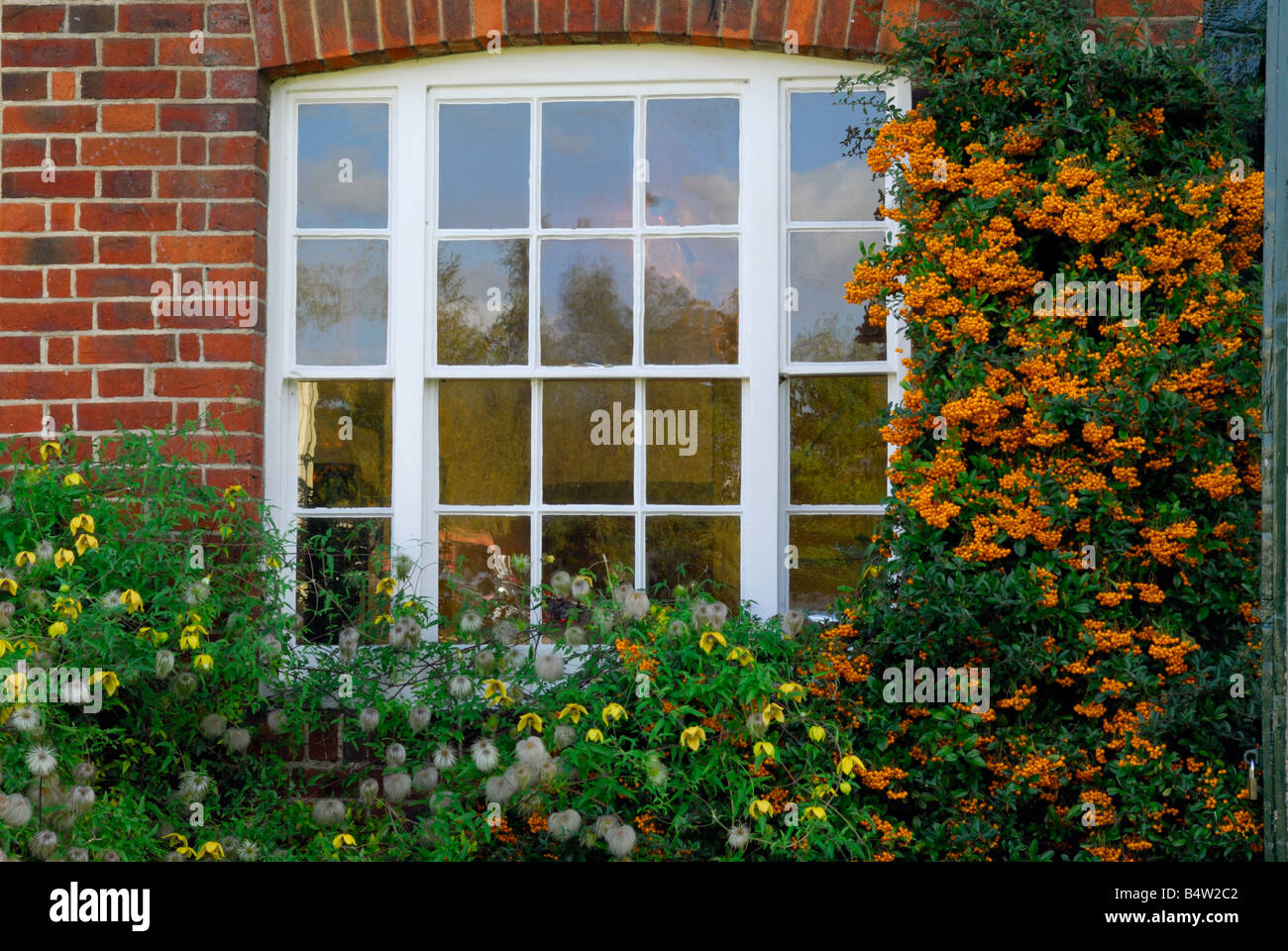 Cottage window with clematis tangutica and pyracancha 'orange glow' on surrounding wall Stock Photo