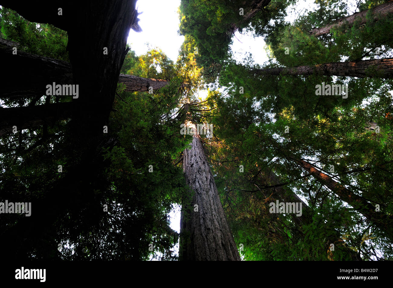 Redwood forest in northern California Stock Photo Alamy