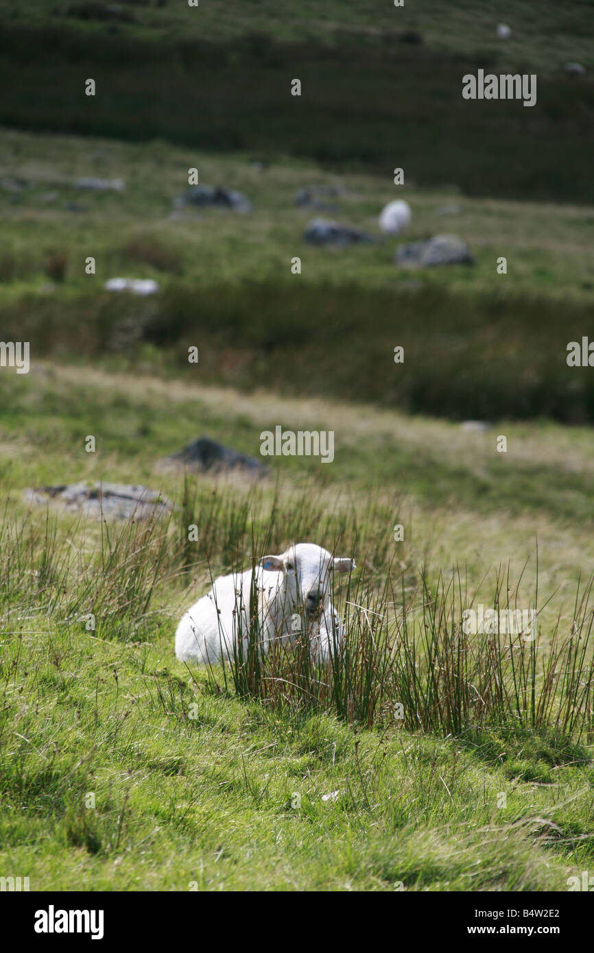 One sheep in field in wales hi-res stock photography and images - Alamy
