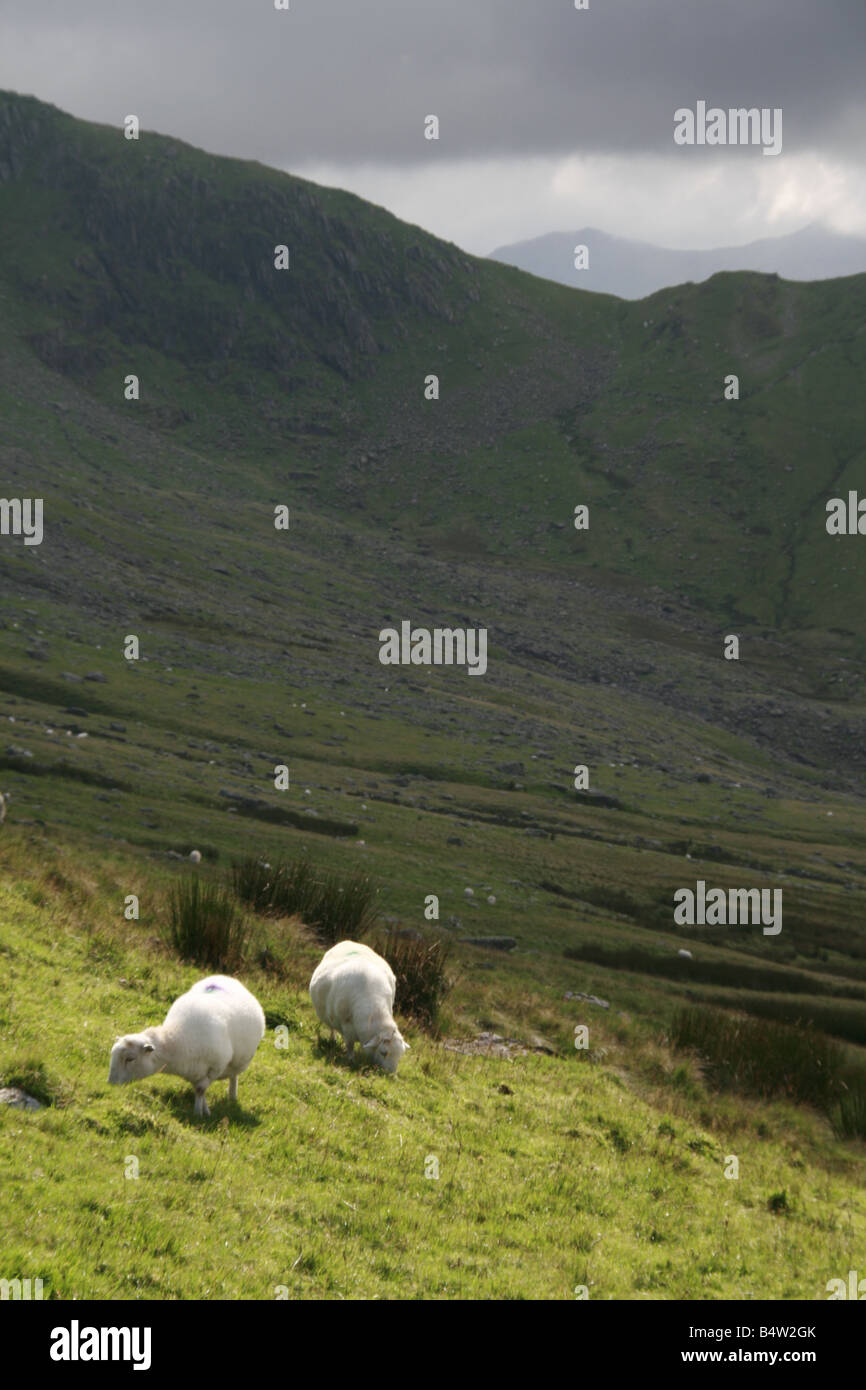sheep grazing in field in snowdonia north wales Stock Photo - Alamy