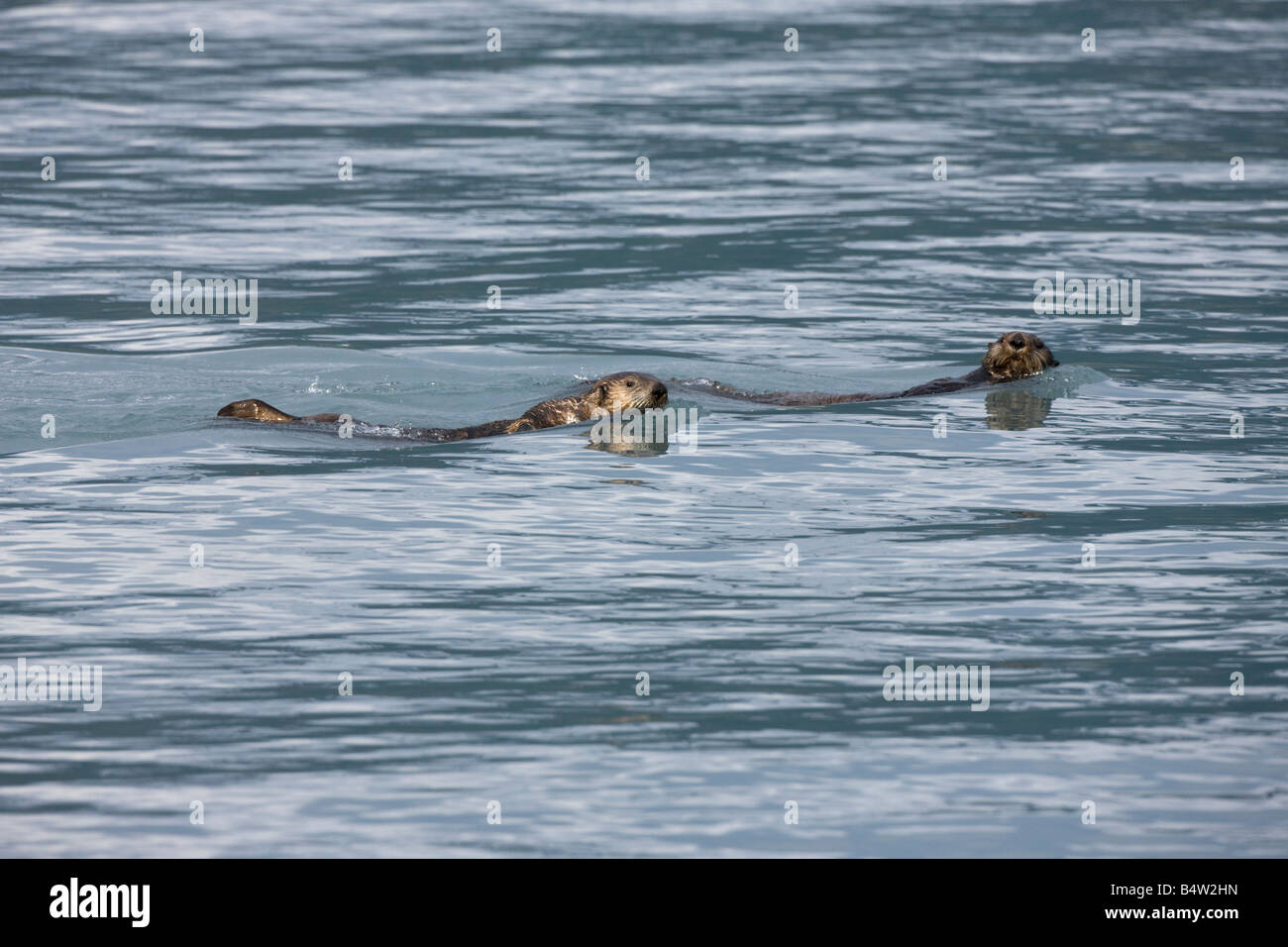Sea Otters (Enhydra lutris) Swimming in Prince William Sound, Alaska Stock Photo