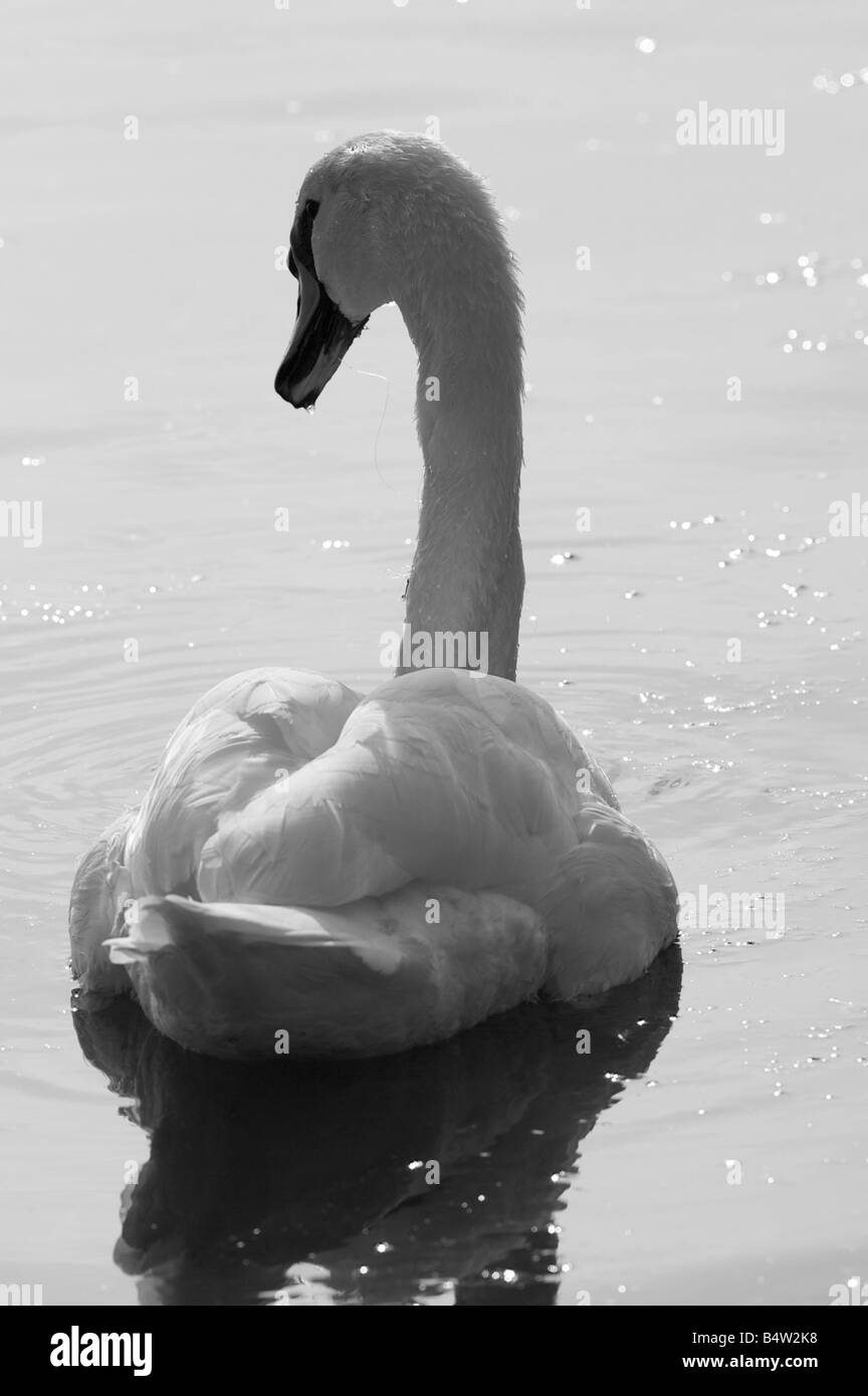 Cygnus genus Black and White Stock Photos & Images Alamy