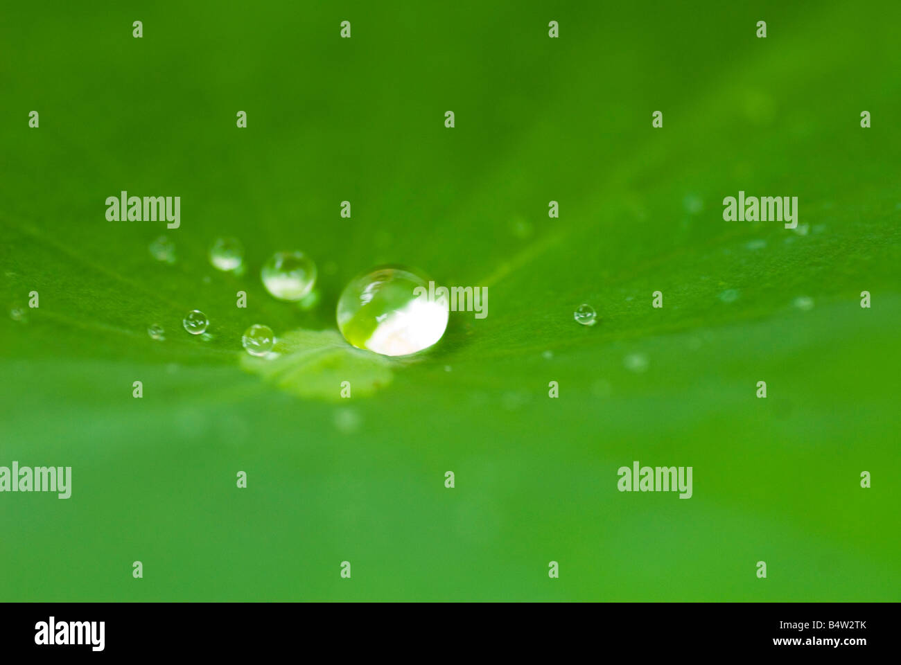 water drop in lotus leaf Stock Photo - Alamy