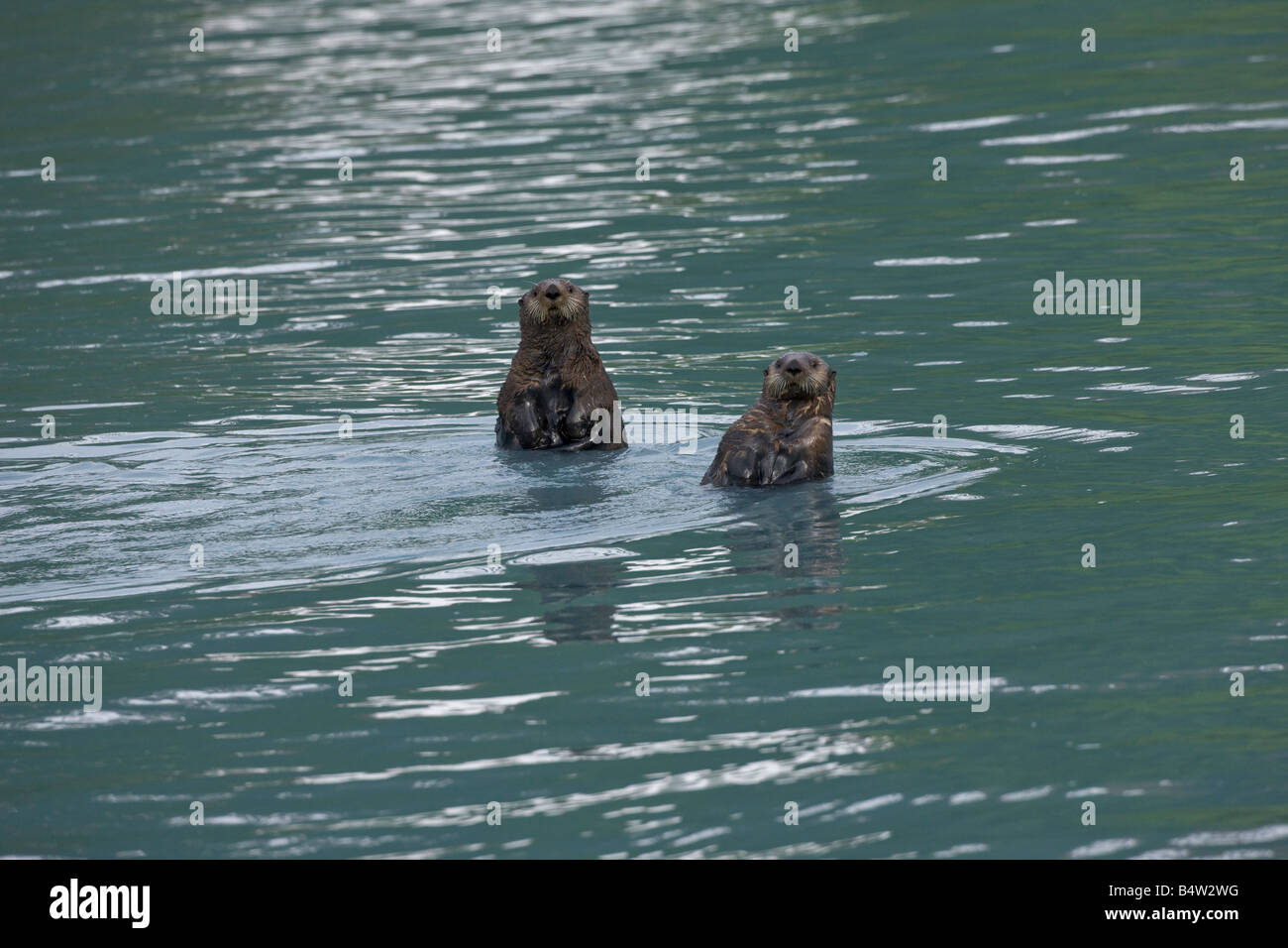 Sea Otters (Enhydra lutris) Being Nosy, Prince William Sound, Alaska Stock Photo