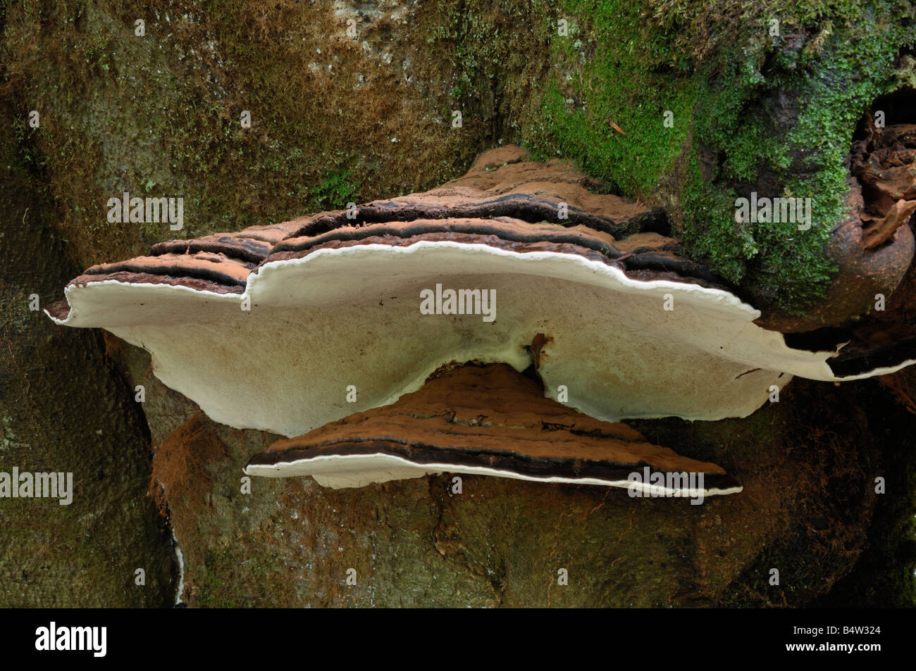 Artist's Bracket fungus, ganoderma applanatum, on beech tree, Carstamon Wood, Fleet Valley, Dumfries and Galloway Stock Photo