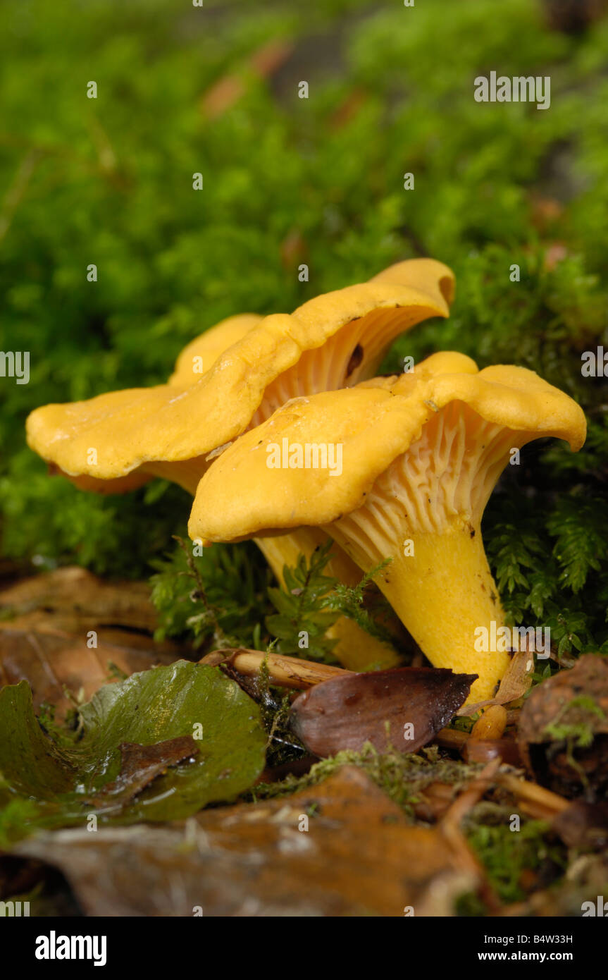 Chanterelle, cantharellus cibarius, fungi growing on the ground in deciduous woodland Stock Photo