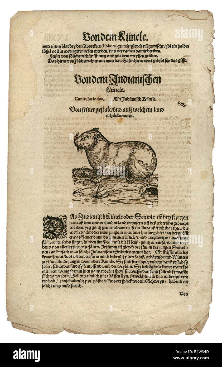 zoology / animals, textbooks, 'Historia animalium', by Conrad Gessner, Zurich, Switzerland, 1551 - 1558, paca (Cuniculus paca), woodcut, Stock Photo
