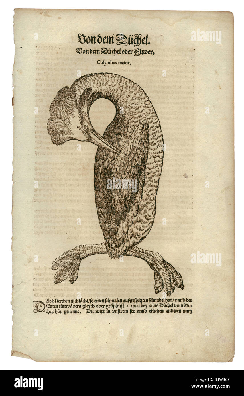 zoology / animals, textbooks, 'Historia animalium', by Conrad Gessner, Zurich, Switzerland, 1551 - 1558, great grebe (Podiceps major), woodcut, Stock Photo