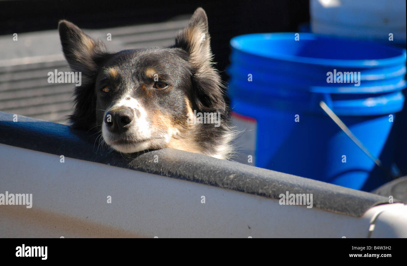 Australian Shepherd looking out the back of a pick up truck Stock Photo