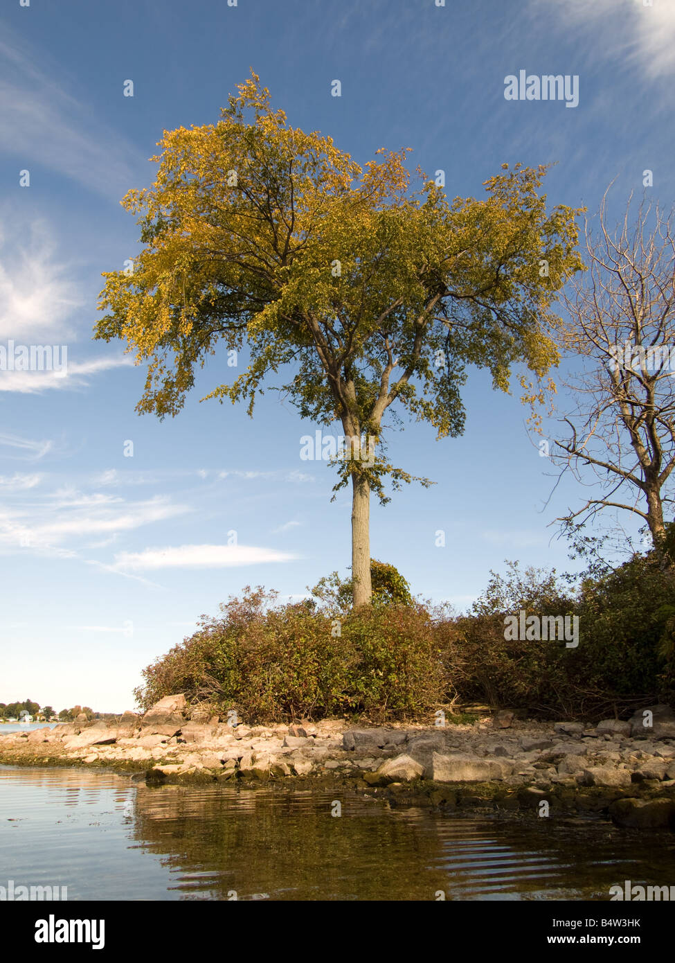A beautiful American Elm (Ulmus americana) tree, about 60 years old growing on the point of an island. Stock Photo