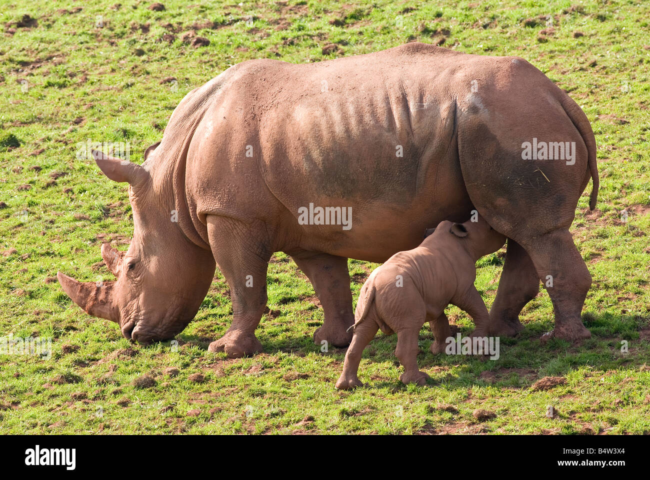 White Rhino with calf Stock Photo