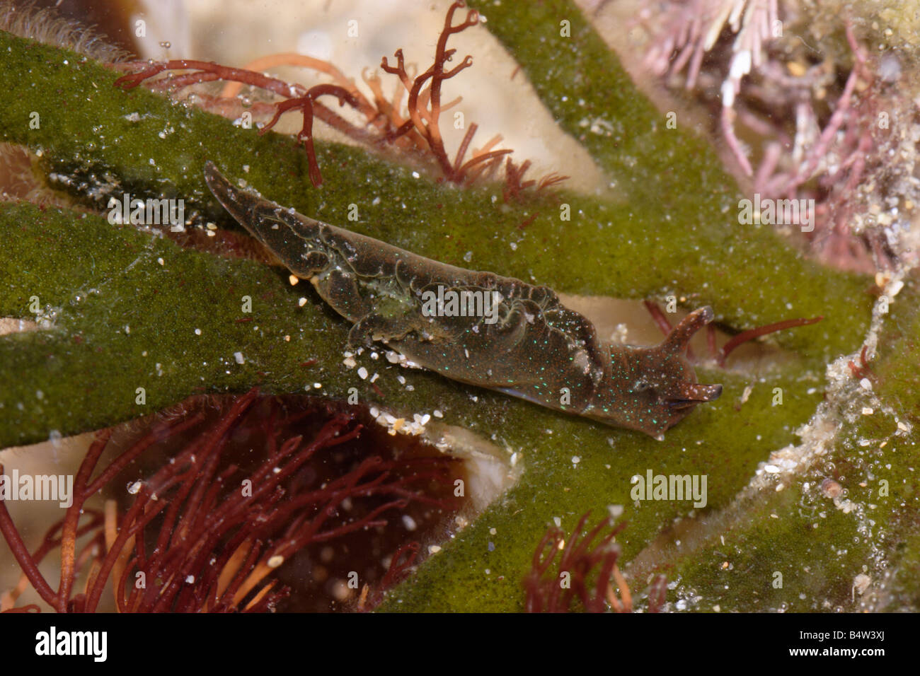 A sea slug Elysia viridis Elysiidae on its foodplant velvet horn Codium tomentosum a green seaweed UK Stock Photo