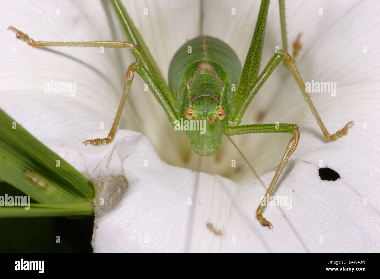 Speckled bush cricket Leptophyes punctatissima Tettigoniidae female showing ears on front legs on hedge bindweed UK Stock Photo