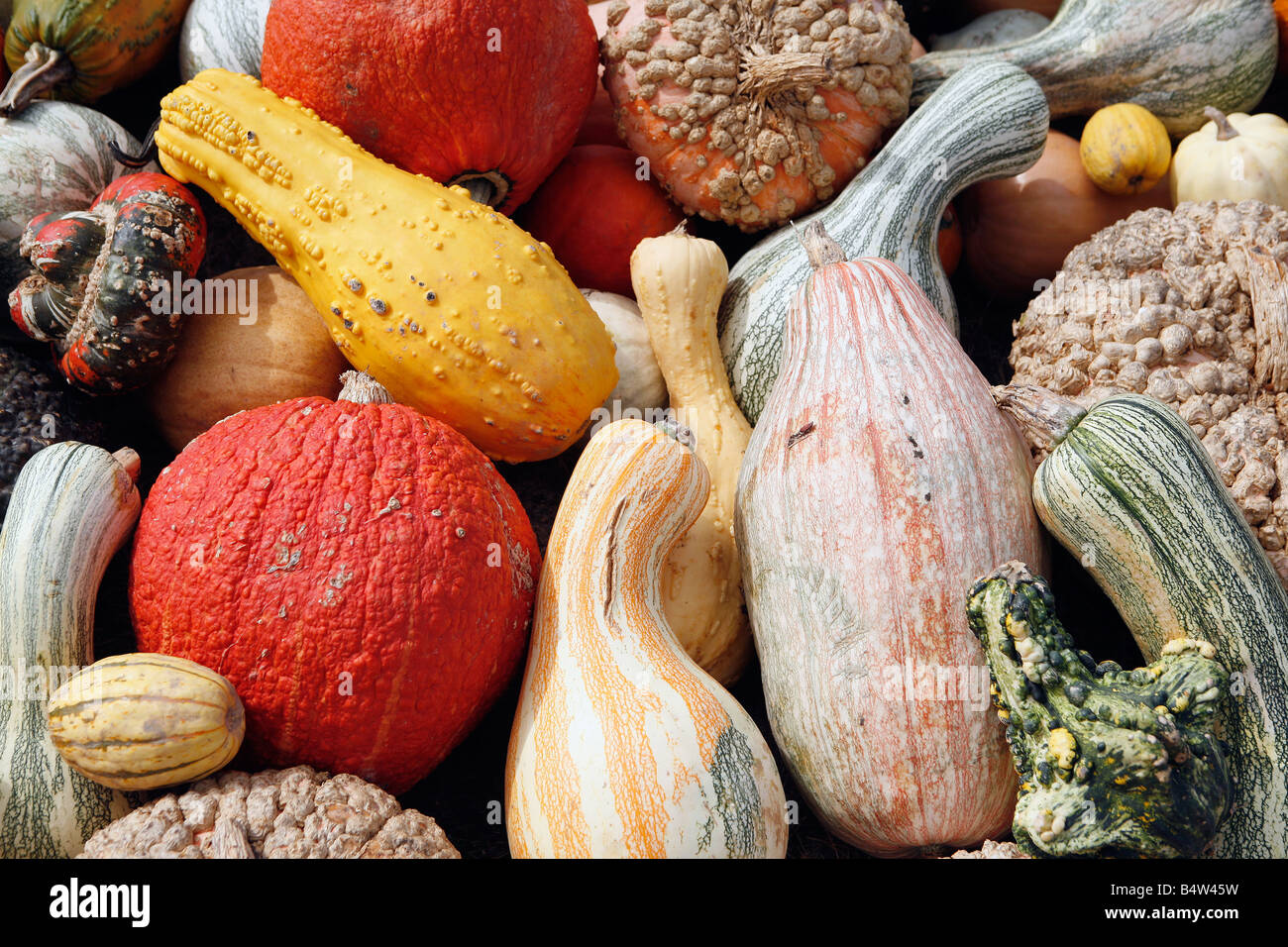 colorful gourds Stock Photo