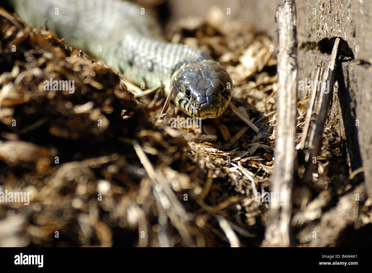 Grass Snake in a compost heap Stock Photo Alamy