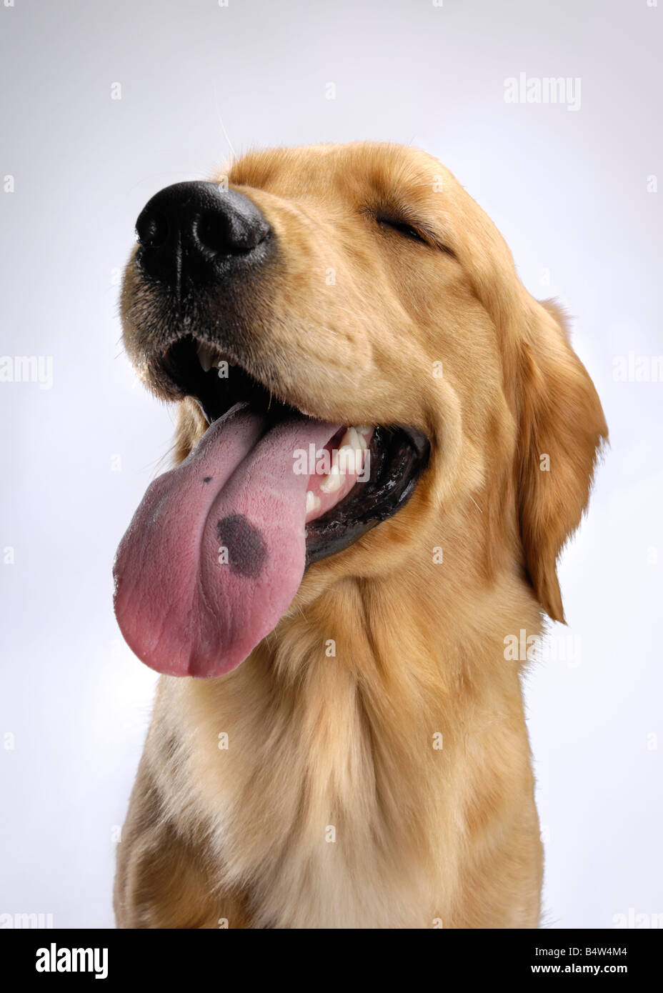 License available at MaximImages.com - Golden Retriever Stock Photo