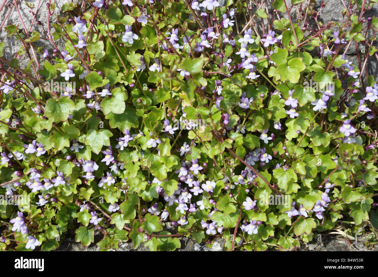 IVY LEAVED TOADFLAX Cymbararia muralis PLANT IN FLOWER CLOSE UP Stock Photo