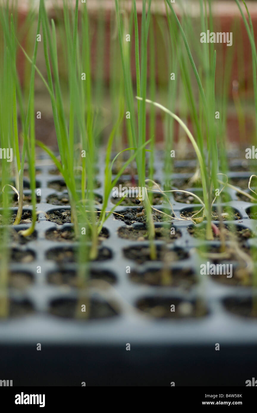 Leek Seedlings growing in cell trays Stock Photo Alamy