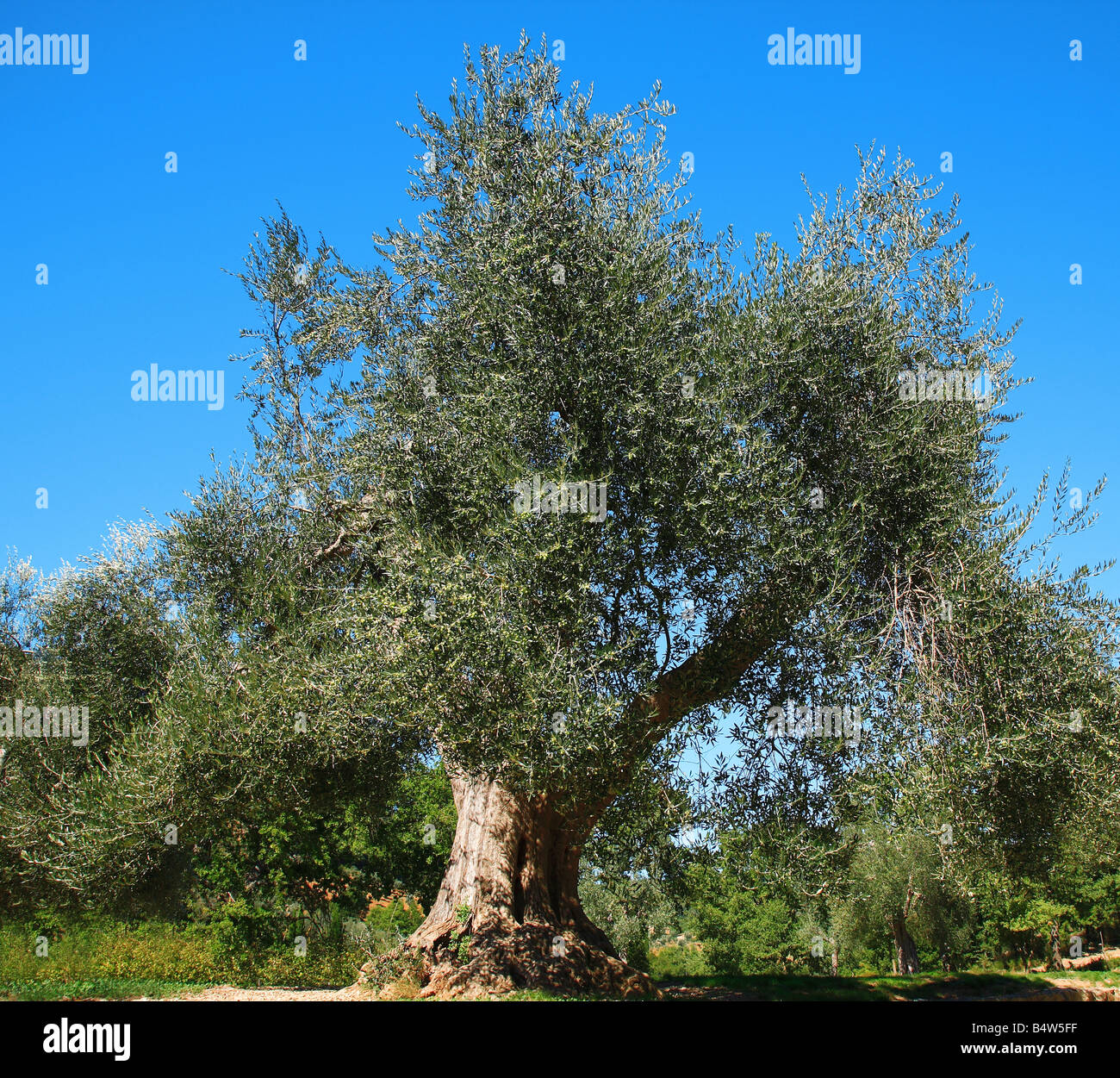 Oiltree hi-res stock photography and images - Alamy