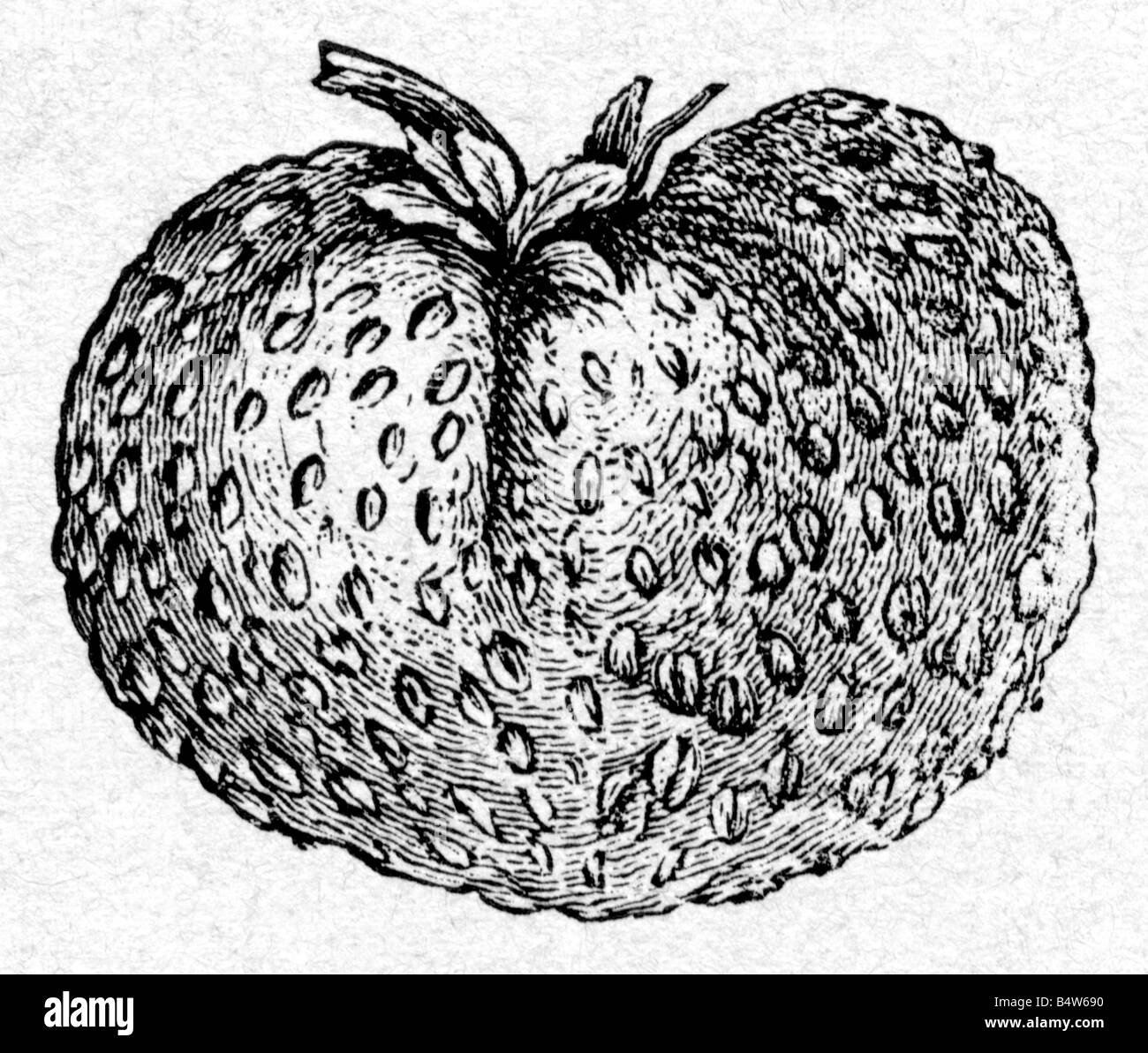 botany, Strawberry, (Fragaria), strawberry 'Komet', breeding by Gottfried Goeschke, Koethen, wood engraving, 1884, , Stock Photo