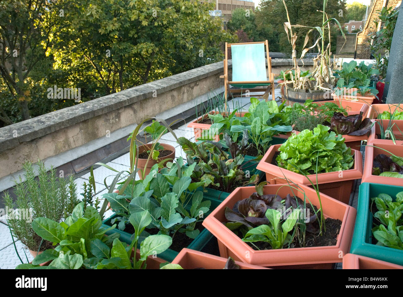 Vegetables growing on urban rooftop London urban veggie garden Stock