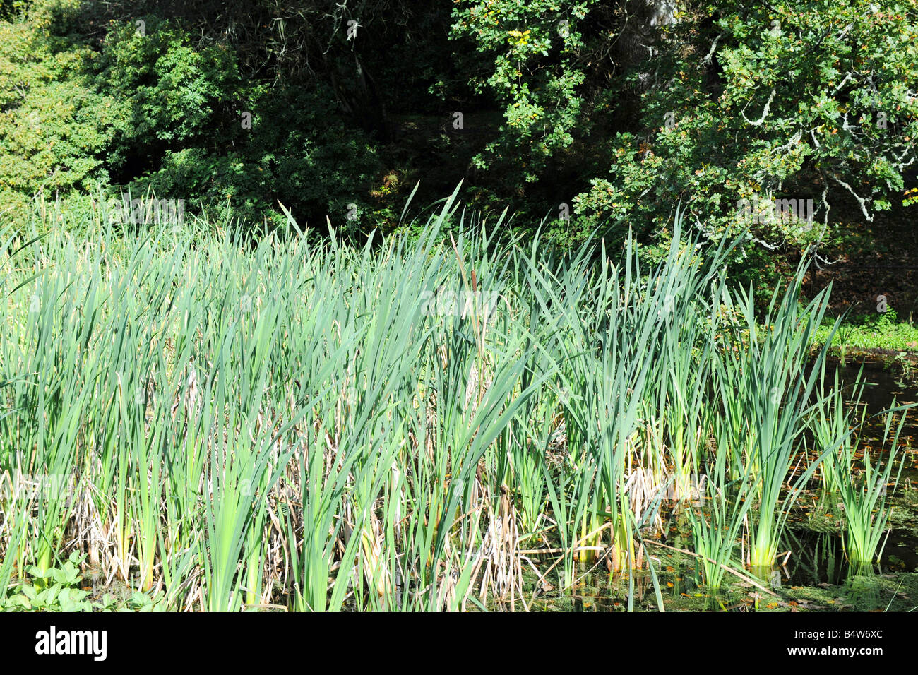 Reed Bed also known as the Papyrus plant Stock Photo Alamy
