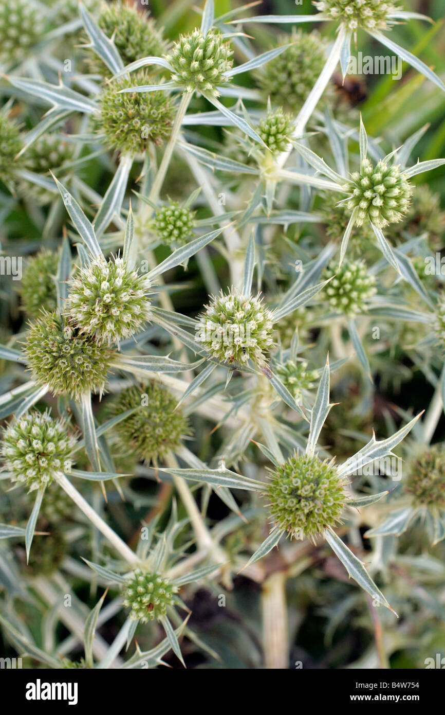ERYNGIUM CAMPESTRE NORMANDY FRANCE Stock Photo Alamy