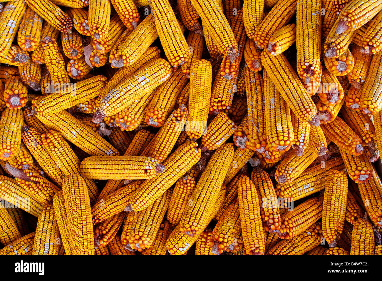 organic corn animal feed stored for winter Stock Photo Alamy