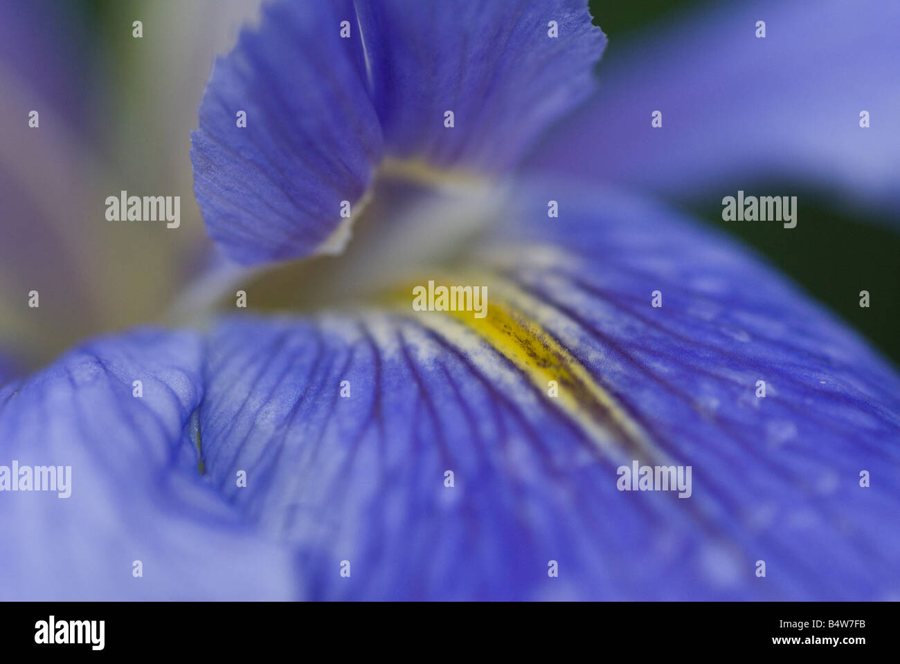 iris flower close up Stock Photo Alamy