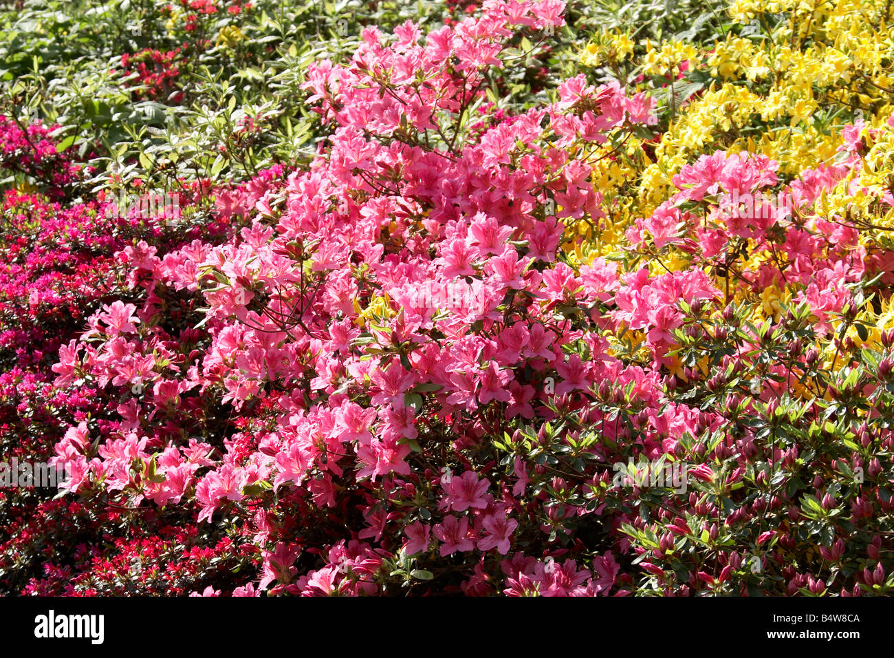 Pink Azaleas and Rhododendrons in full bloom at Kenwood House English Heritage Hampstead London NW3 England UK Stock Photo