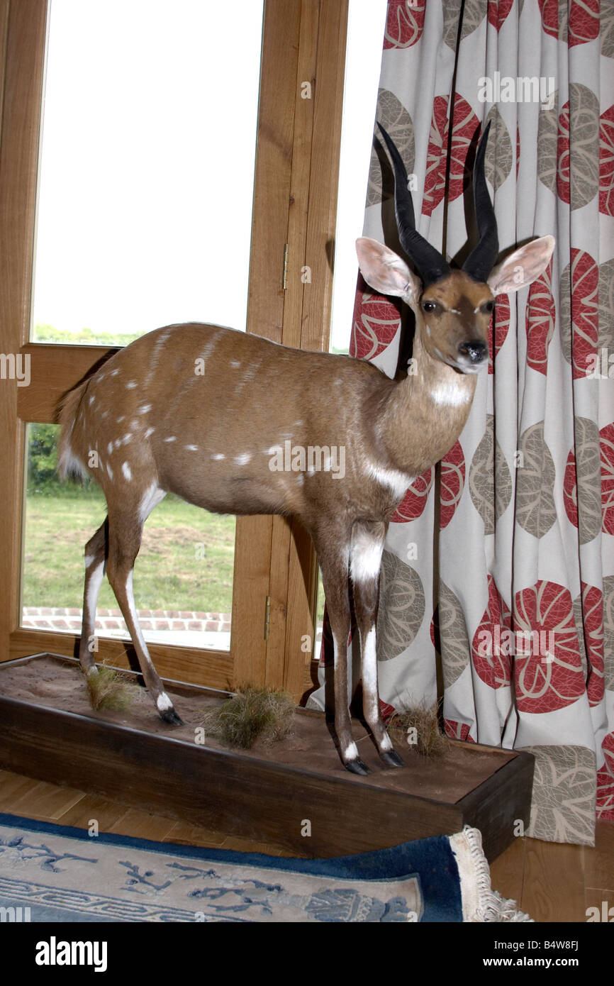 Stuffed deer hi res stock photography and images Alamy