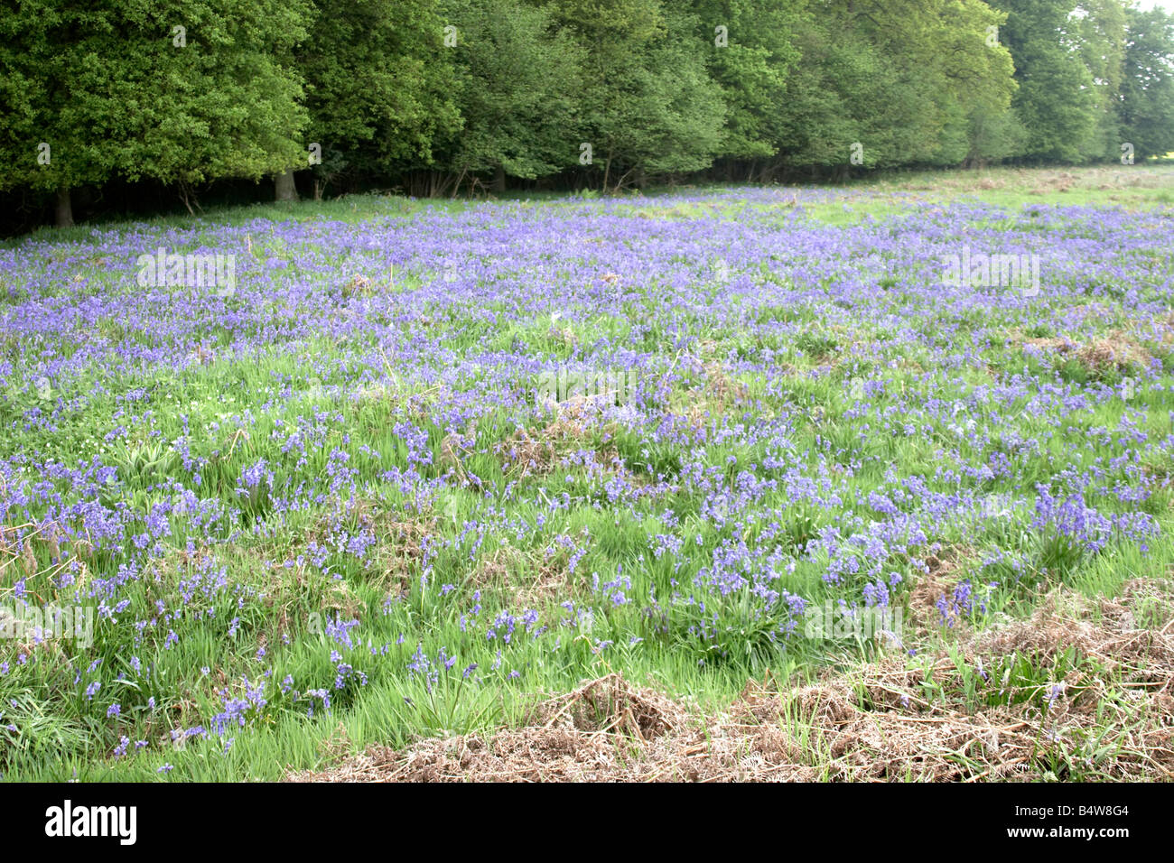 Bluebell woods Berkshire England UK Stock Photo