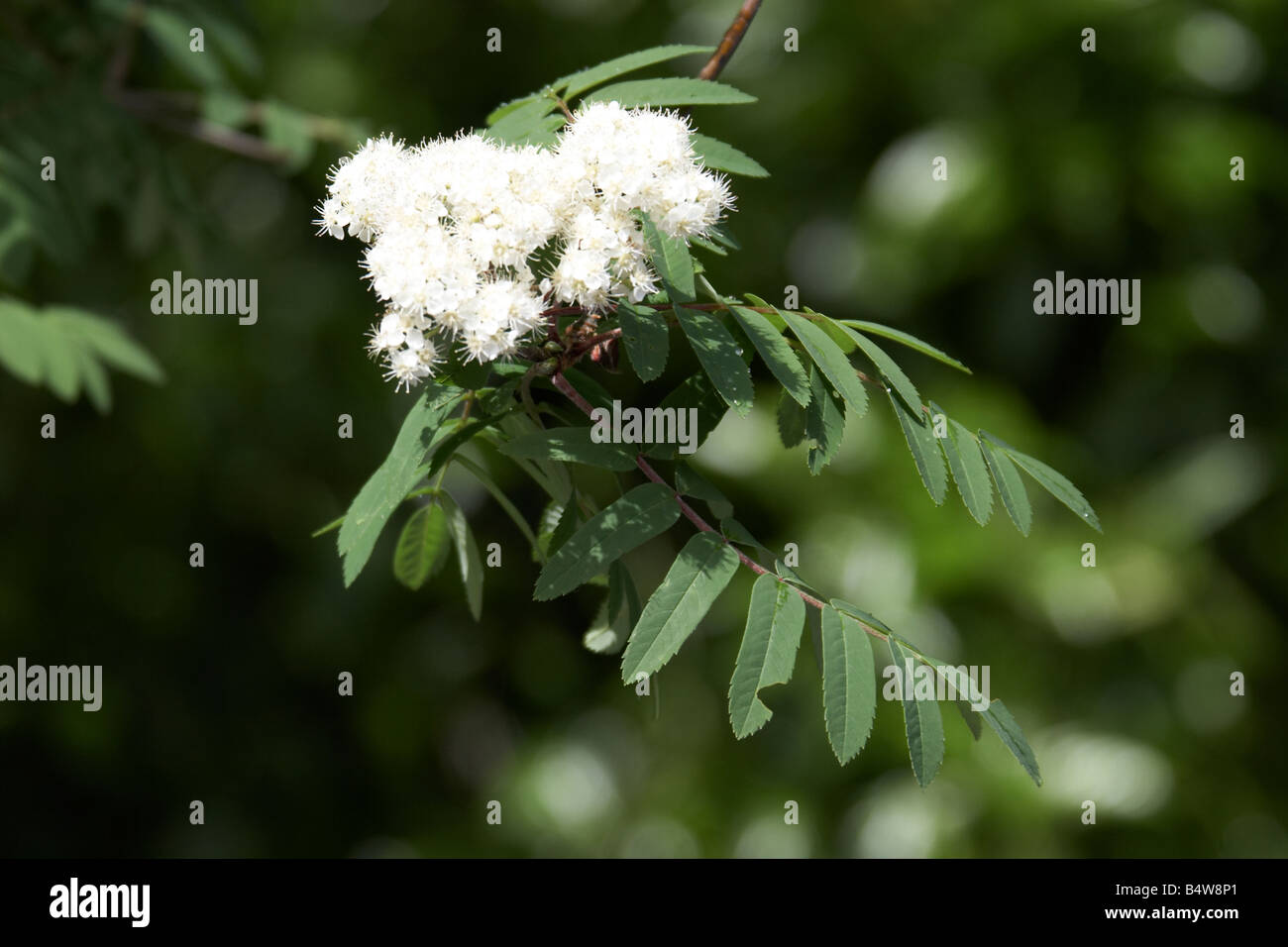 Flower of common ash tree London N10 England Stock Photo - Alamy