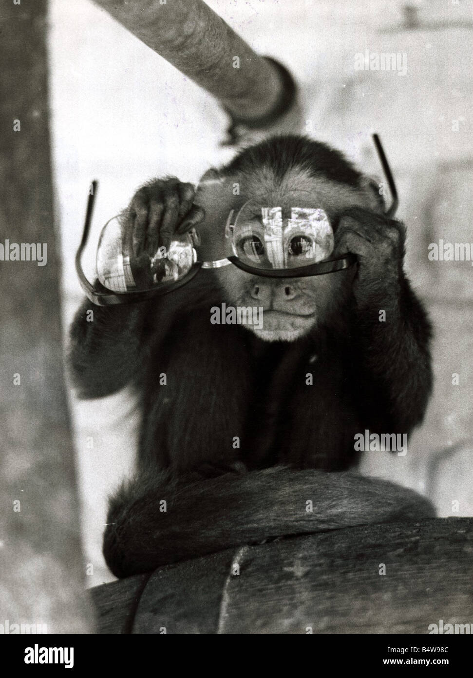 Capi the monkey plays with a pair of glasses at Belle Vue Zoo in ...