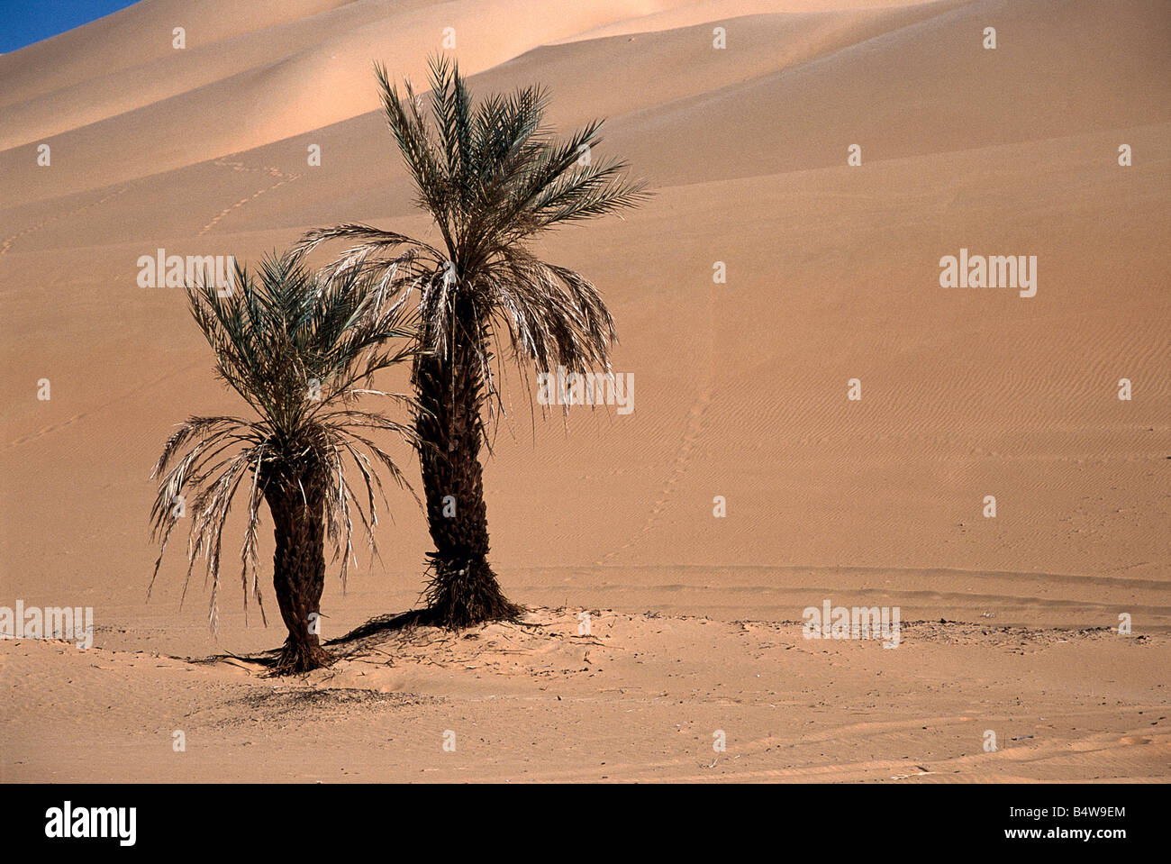 Palm trees grow in a valley where the water table is near in the