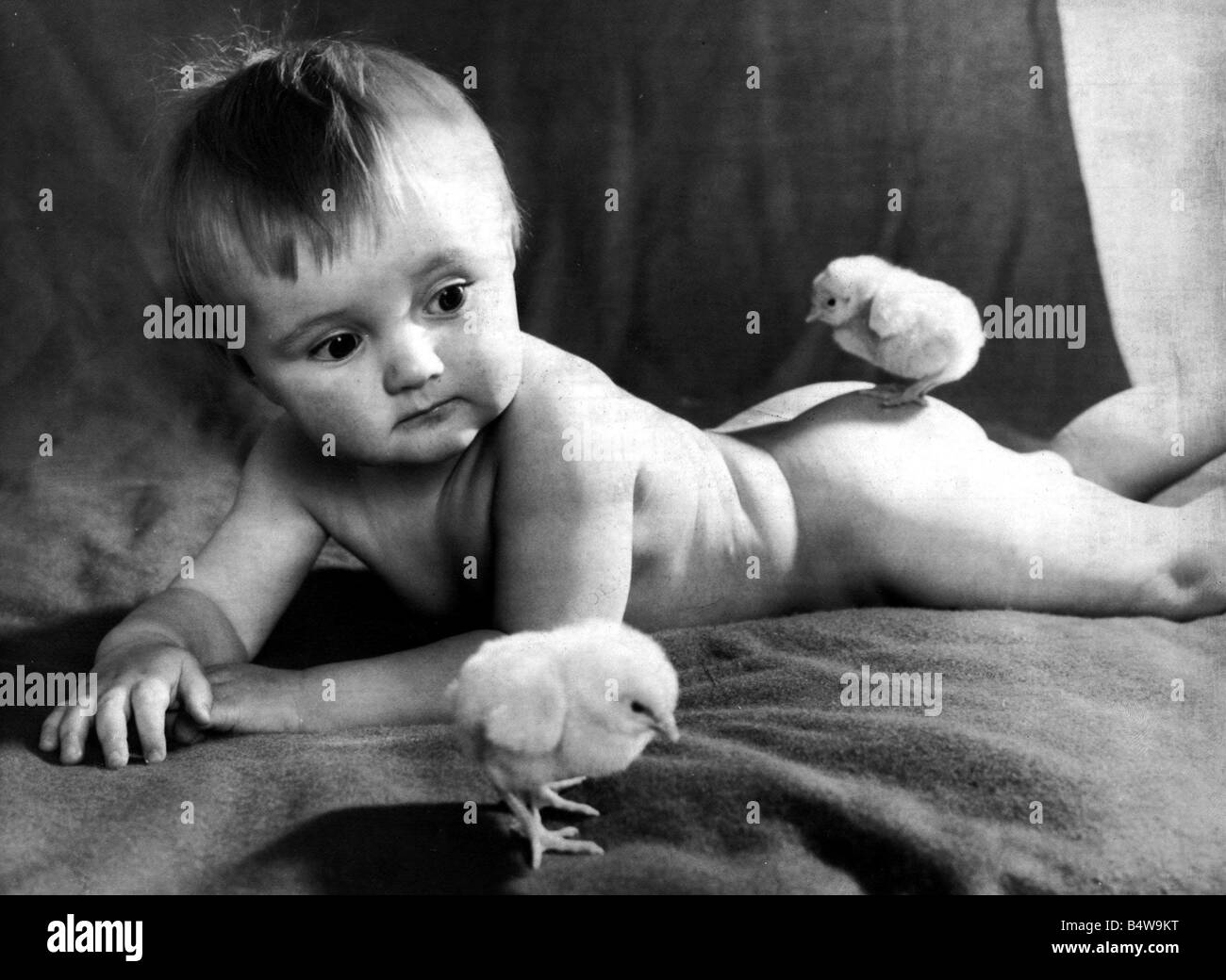 Thirteen month old boy Ian Bottomley of St Annes meets his first spring chickens and finds its a case of heads and bottoms up March 1977 Stock Photo