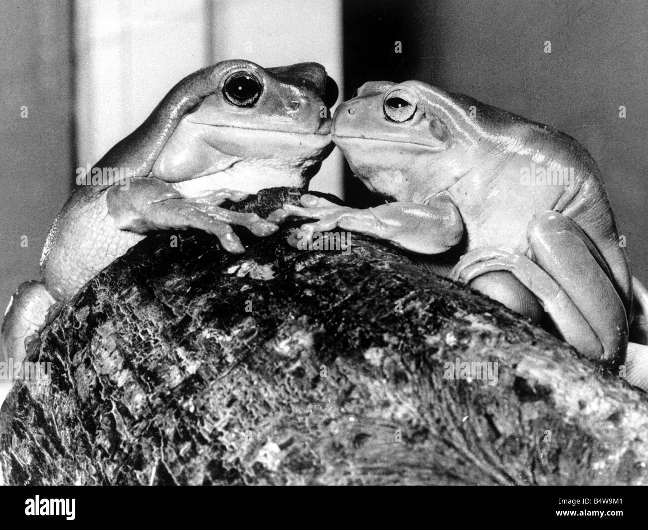 Kermit and Sheila tree frog lovers get close February 1987 Mirrorpix Stock Photo