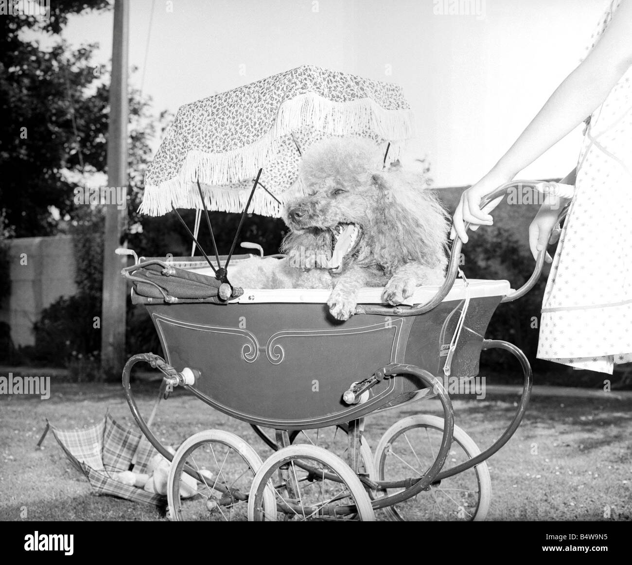 Poodle in pram July 1955 Mischa the French Poodle is pished around in a doll s pram by a little girl whilst on holiday in Plymouth Devon Bored tired sleepy dog yawning under parasol in the summer with her teeth showing 1950s animal dog humour mirrorpix Stock Photo
